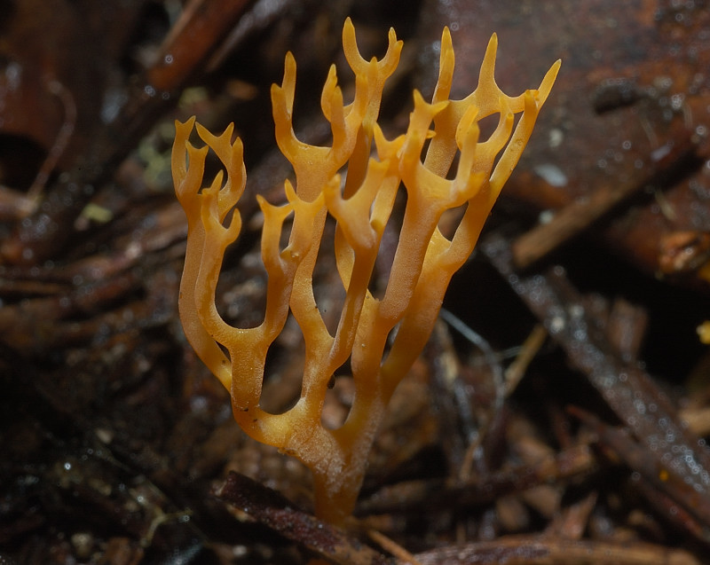 Il mondo dei funghi a Ostia